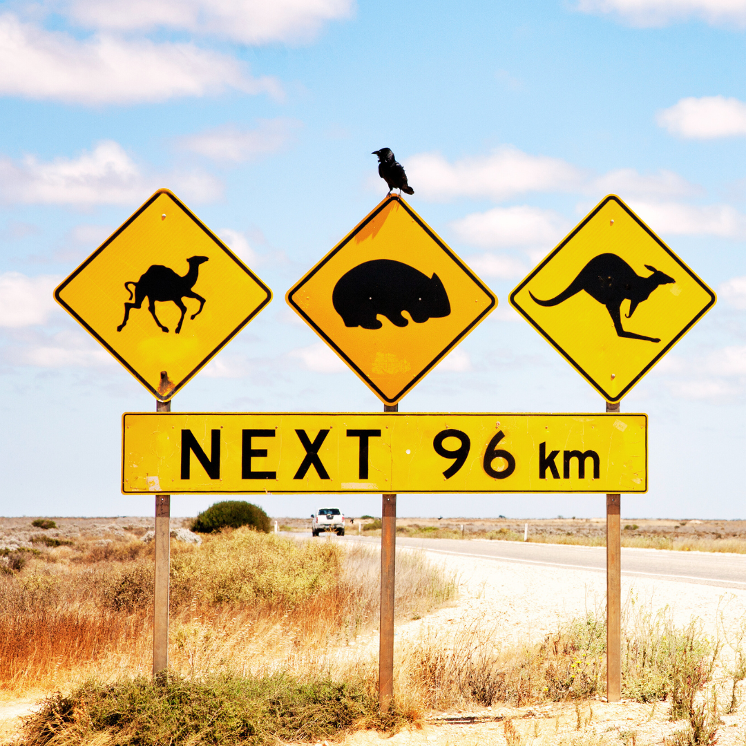 An outback sign of camel, wombat and kangarooo with a distance of 96km sign under it.